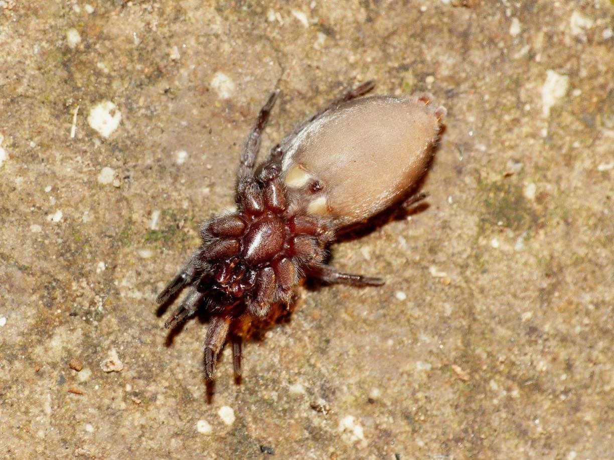 Scotophaeus scutulatus - Torrimpietra (RM)